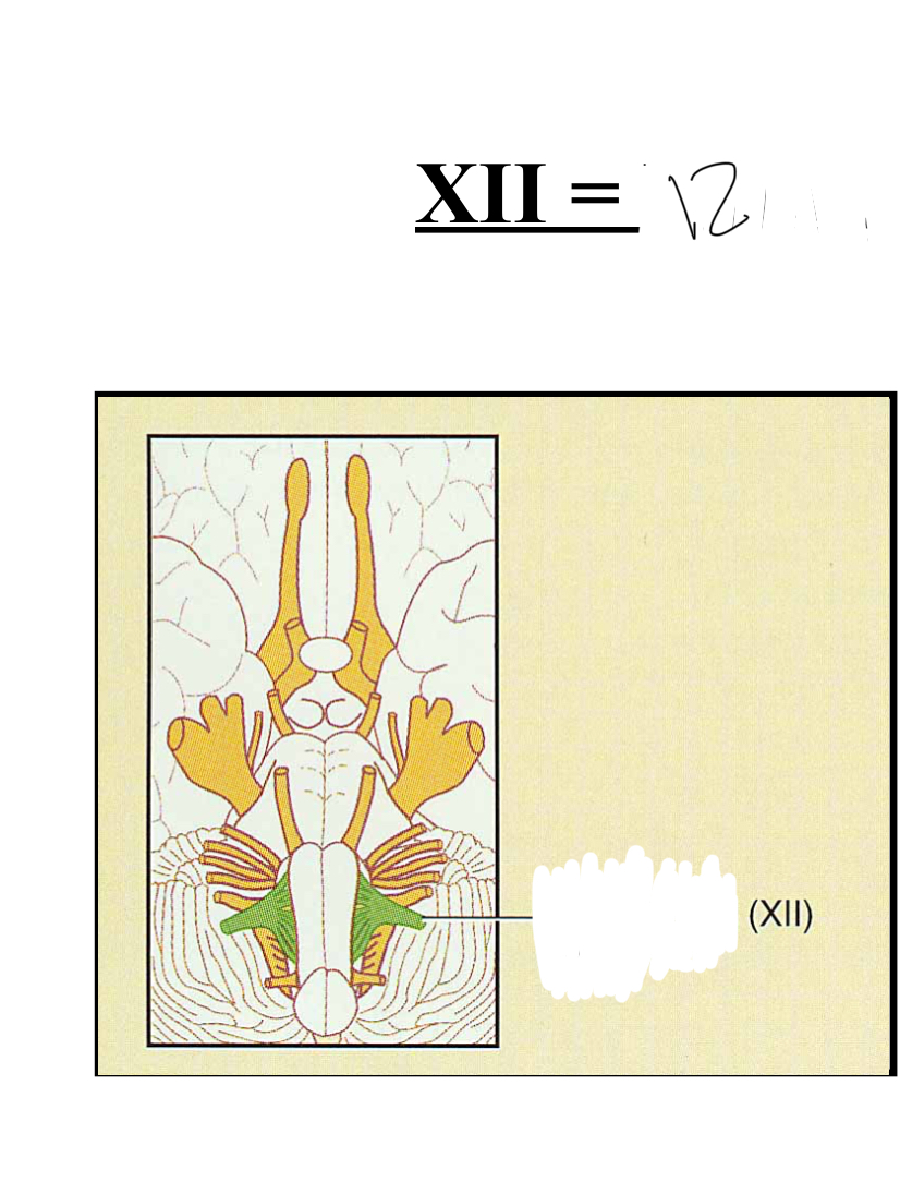 <p>Identify nerve #12</p>