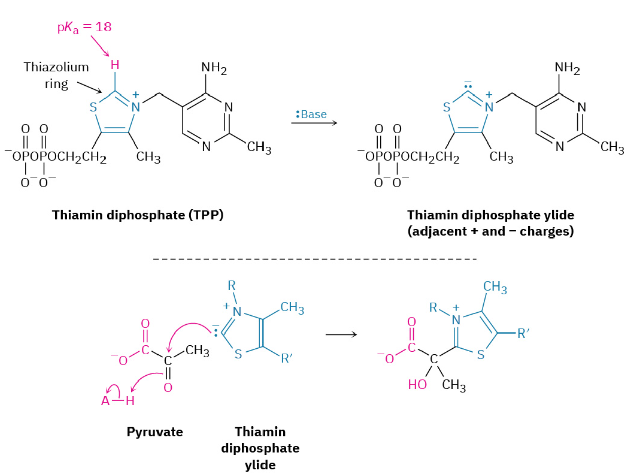 <p>The conversion of pyruvate to acetyl CoA begins by reaction of pyruvate with thiamin diphosphate, a derivative of vitamin B<sub>1</sub>. Formerly called thiamin <em>pyro</em>phosphate, thiamin diphosphate is usually abbreviated as TPP. The spelling <em>thiamine</em> is also correct and frequently used.</p><p style="text-align: start">The key structural element in thiamin diphosphate is the thiazolium ring—a five-membered, unsaturated heterocycle containing a sulfur atom and a positively charged nitrogen atom. The thiazolium ring is weakly acidic, with a p<em>K</em><sub>a</sub> of approximately 18 for the ring hydrogen between N and S. Bases can therefore deprotonate thiamin diphosphate, leading to formation of an ylide much like the phosphonium ylides used in Wittig reactions (<a target="_blank" rel="noopener noreferrer nofollow" class="autogenerated-content" href="https://openstax.org/books/organic-chemistry/pages/19-11-nucleophilic-addition-of-phosphorus-ylides-the-wittig-reaction"><u>Section 19.11</u></a>). As in the Wittig reaction, the TPP ylide is a nucleophile and adds to the ketone carbonyl group of pyruvate to yield an alcohol addition product.</p>