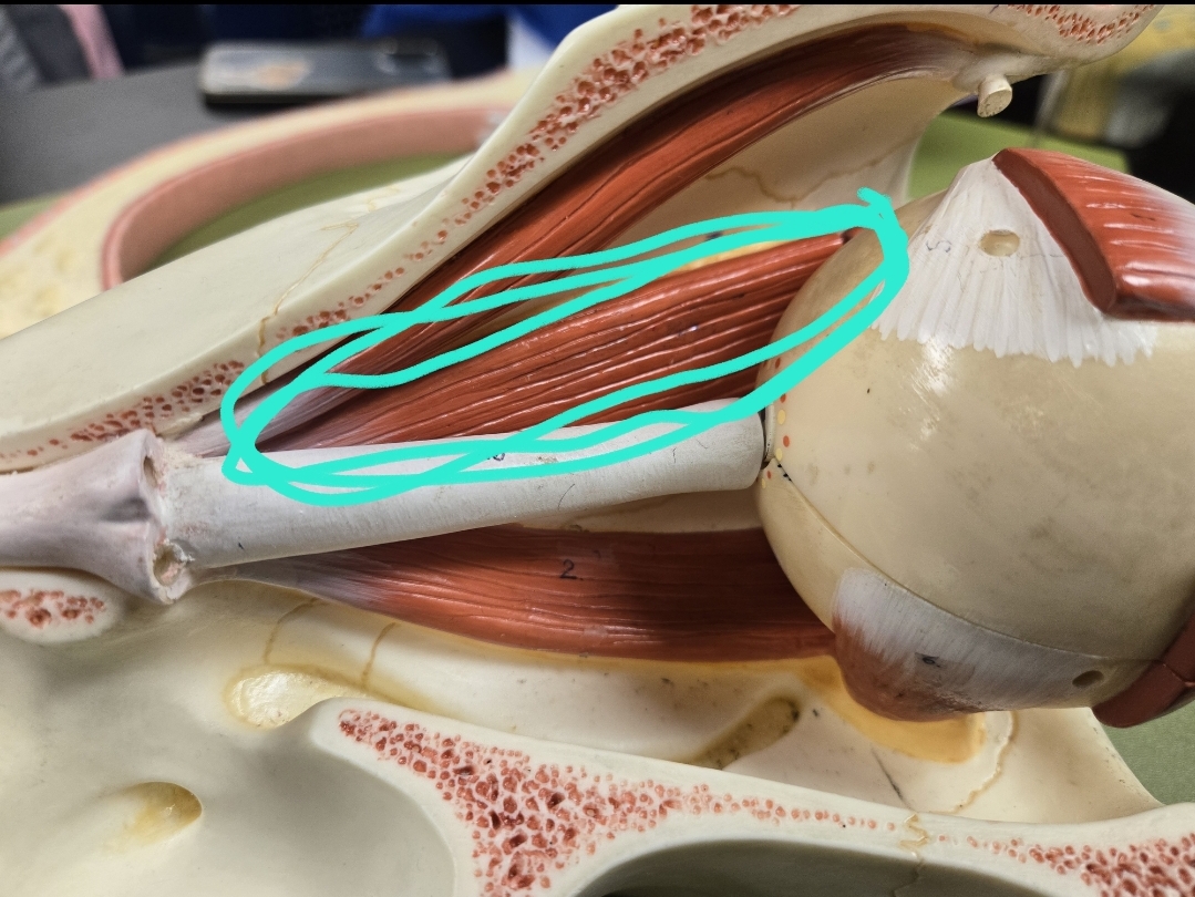 <p>Extrinsic eye muscles &amp; associated cranial nerve</p>