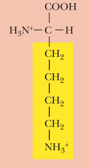 <ul><li><p>Basic</p></li><li><p>Lys, K</p></li><li><p>α-COOH pKa: 2.2</p></li><li><p>α-NH3+ pKa: 9.0</p></li><li><p>R-Group pKa: 10.5</p></li><li><p>* Most common</p></li></ul><p></p>