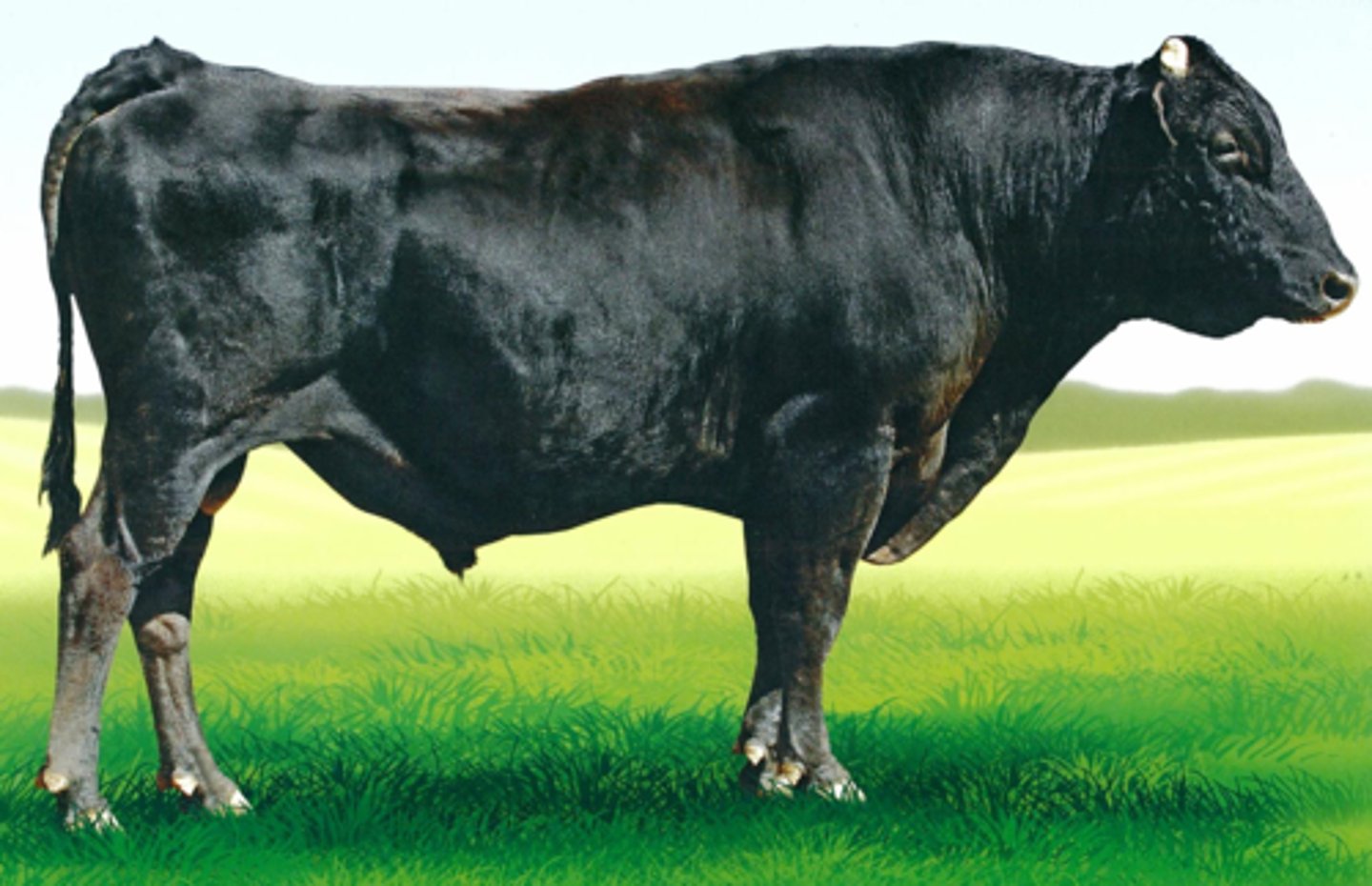 <p>Speciality cattle breed:</p><p>-Japan breed</p><p>-marbling= high</p><p>-poor efficiency, slow growth rate</p>
