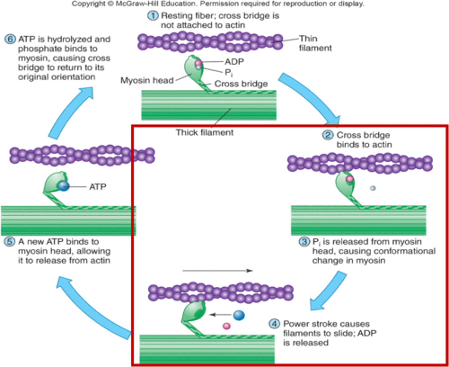 <p>Myosin heads bind to the actin filament, forming cross-bridges, and then flex, pulling the actin filament along.</p>