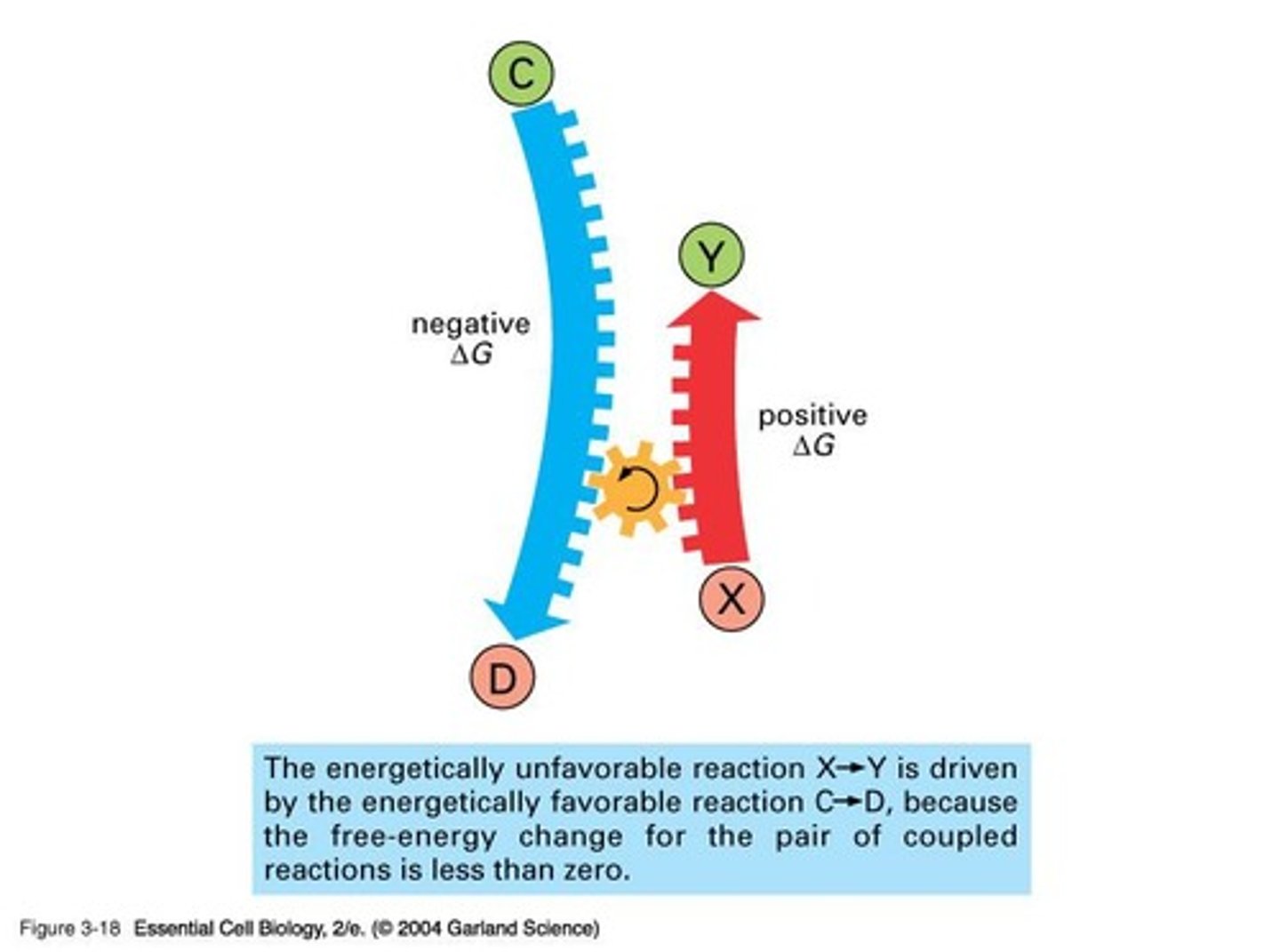 <p>An endergonic reaction can occur only if it is coupled to an exergonic reaction that releases energy.</p>