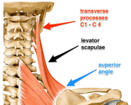 <p><strong>Origin</strong>: transverse processes of C1-C4</p><p><strong>Insertion</strong>: superior angle of scapula</p><p><strong>Action</strong>:</p><p>Unilaterally elevates, downwardly rotates scapula, laterally flexes head/neck &amp; rotates head to same side</p><p>Bilaterally extends neck and head</p>