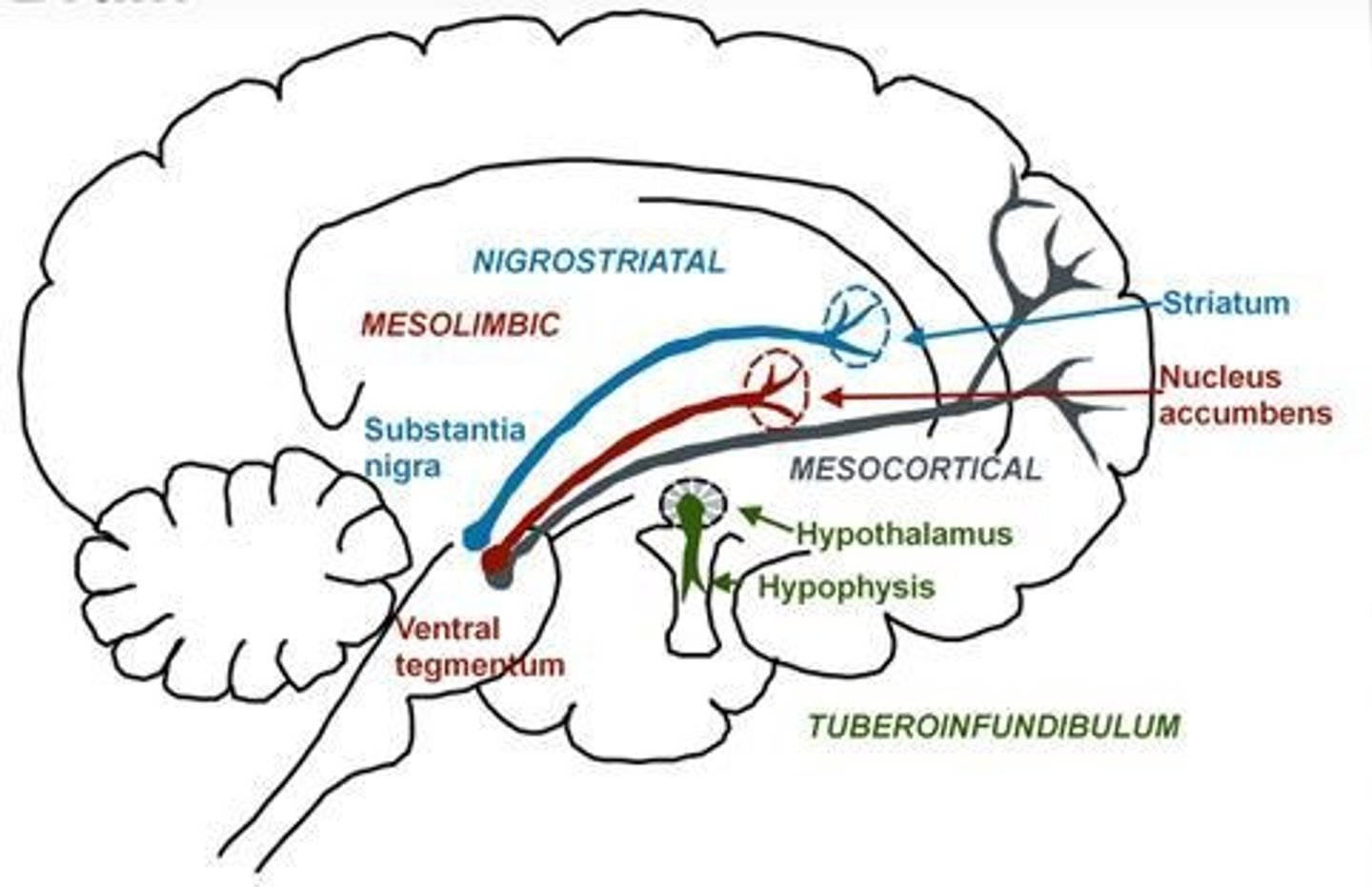 <p>It is the pathway where dopamine neurons degenerate, affecting motor control.</p>