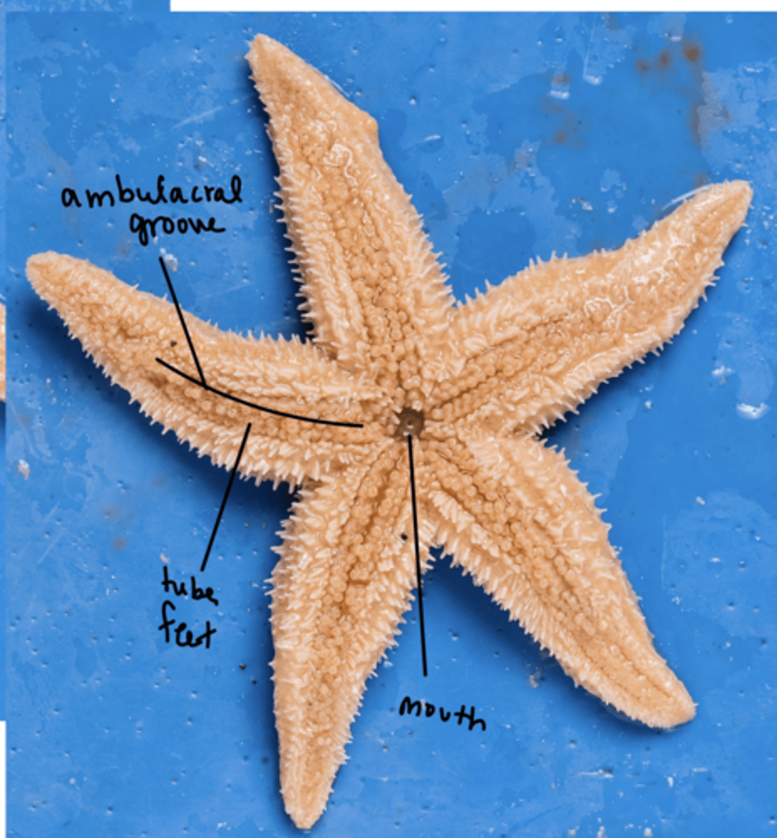 <p>ambulacral groove: houses tube feet</p>