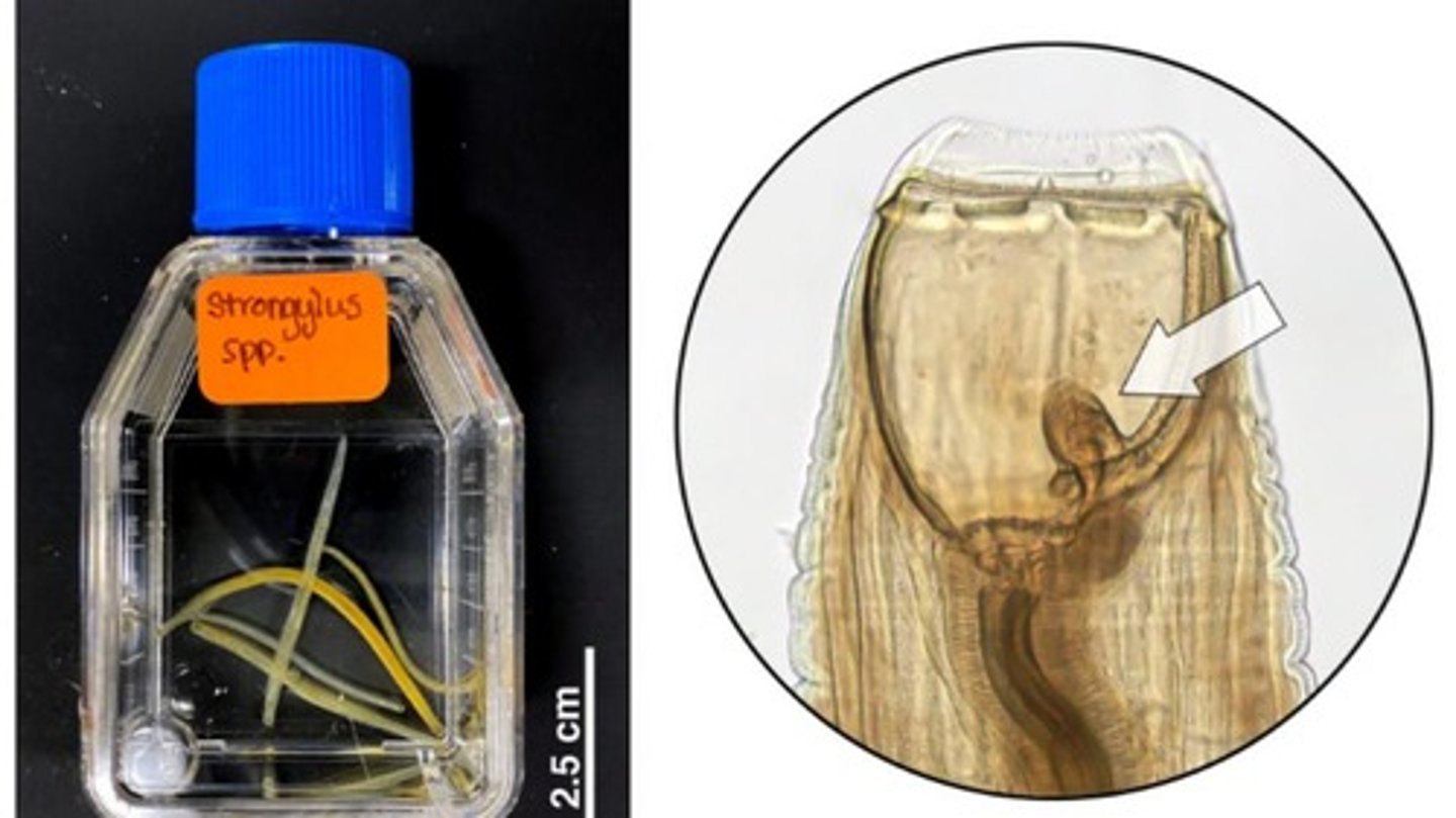 <p>Large equine strongyle that is smaller than other strongylus species but the most pathogenic</p><p>-Has 2 rounded ear-shaped teeth</p>