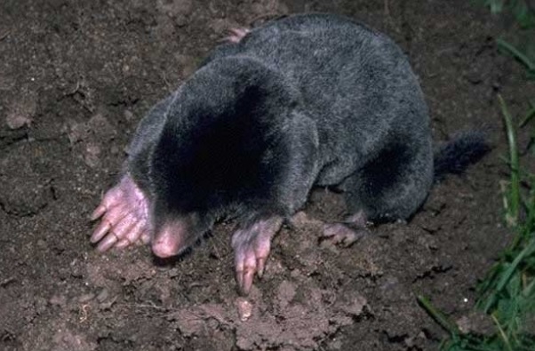 <p>zařaď živočicha do systému</p><p>Třída - řád - čeleď - druh čeština (latina)</p>