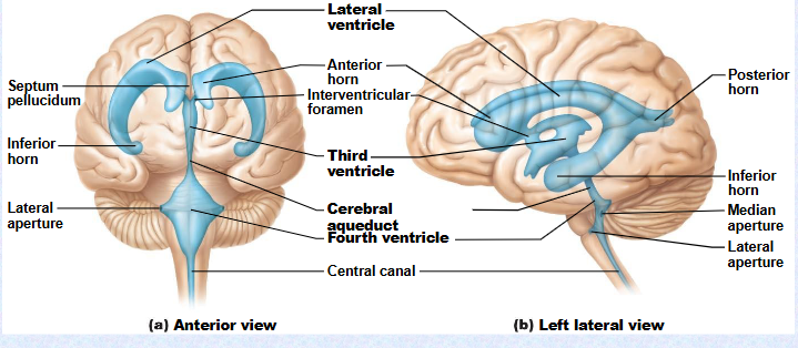 <p>(lateral apertures) (median aperture)</p>