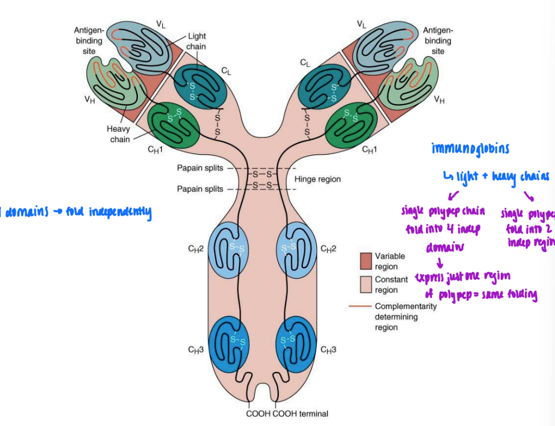 <ul><li><p>long peptide chain can fold into single peptide domain (like myoglobin)</p></li><li><p>or single polypep chain can fold into 2 domains independent of one another</p><ul><li><p>will fold same way or w/o presence of other = f<strong>olding solely based on primary struc</strong></p></li></ul></li><li><p><strong>if can truncate polypep &amp; one express one &amp; still folds same = domain</strong></p></li><li><p>ex. immunoglobin</p><ul><li><p>light &amp; heavy chains</p><ul><li><p>single polypep chains that fold into 4/2 indep domains</p></li></ul></li></ul></li></ul><p></p>