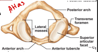 <p>Cervical vertebrae 1. Has no body and no spinous processes. Has posterior and anterior neural arches, and lateral masses with superior and inferior articular facets.</p><p>The articulation of superior articular facets with occipital condyles basically allowing nodding.</p>