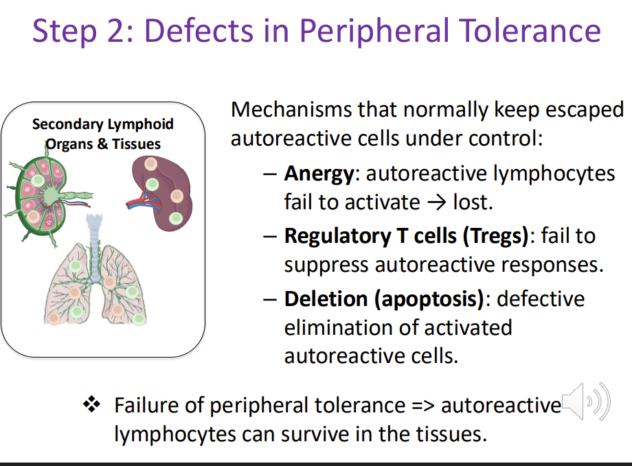 <p>Mechanisms that normally keep escaped autoreactive cells under control:</p><ol><li><p>Anergy: <strong>autoreactive </strong>lymphocytes <strong>fail </strong>to activate → lost. </p></li><li><p>Regulatory T cells (Tregs): <strong><em>fail </em></strong>to suppress autoreactive responses. </p></li><li><p>Deletion (apoptosis): <strong>defective </strong>elimination of activated autoreactive cells.</p></li></ol><p>Failure of peripheral tolerance =&gt; autoreactive lymphocytes can survive in the tissues</p>