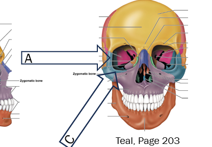 <p>C</p>