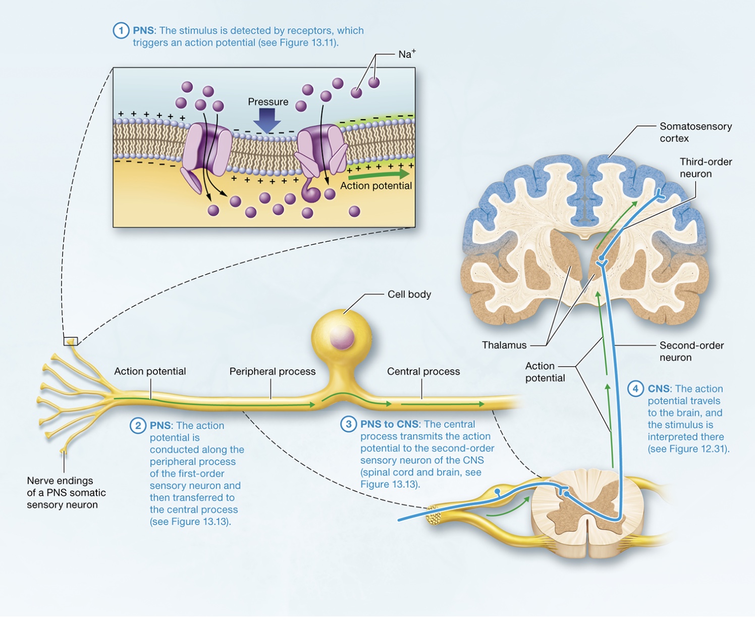 <p>Detection and Interpretation of Somatic Sensation by the Nervous System</p>