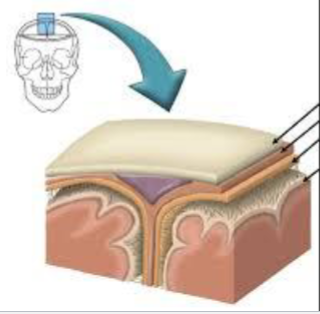 <p>Membrane layers that protect the brain</p>