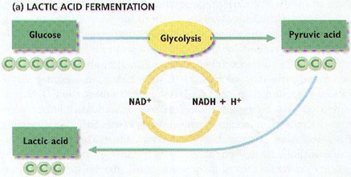 <p>glycolysis followed by the conversion of pyruvate to lactate, with no release of carbon dioxide</p>