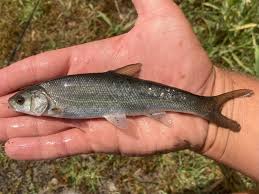 <p><span>Endemic to the Western United States where it is found in the </span>Lost River<span> and the </span>Klamath River<span> in California and </span>Oregon<span>.</span></p>