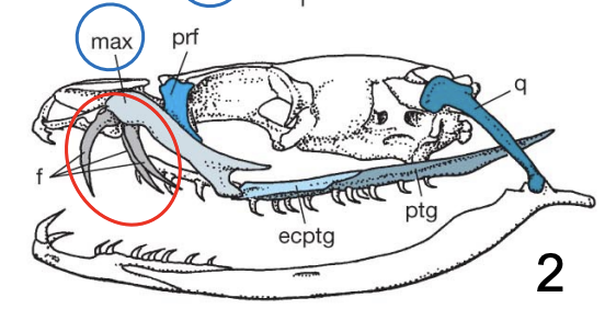 <p>Hollow fangs located at the front of the <strong>max</strong> that are permanently erect (Elapidae)</p>
