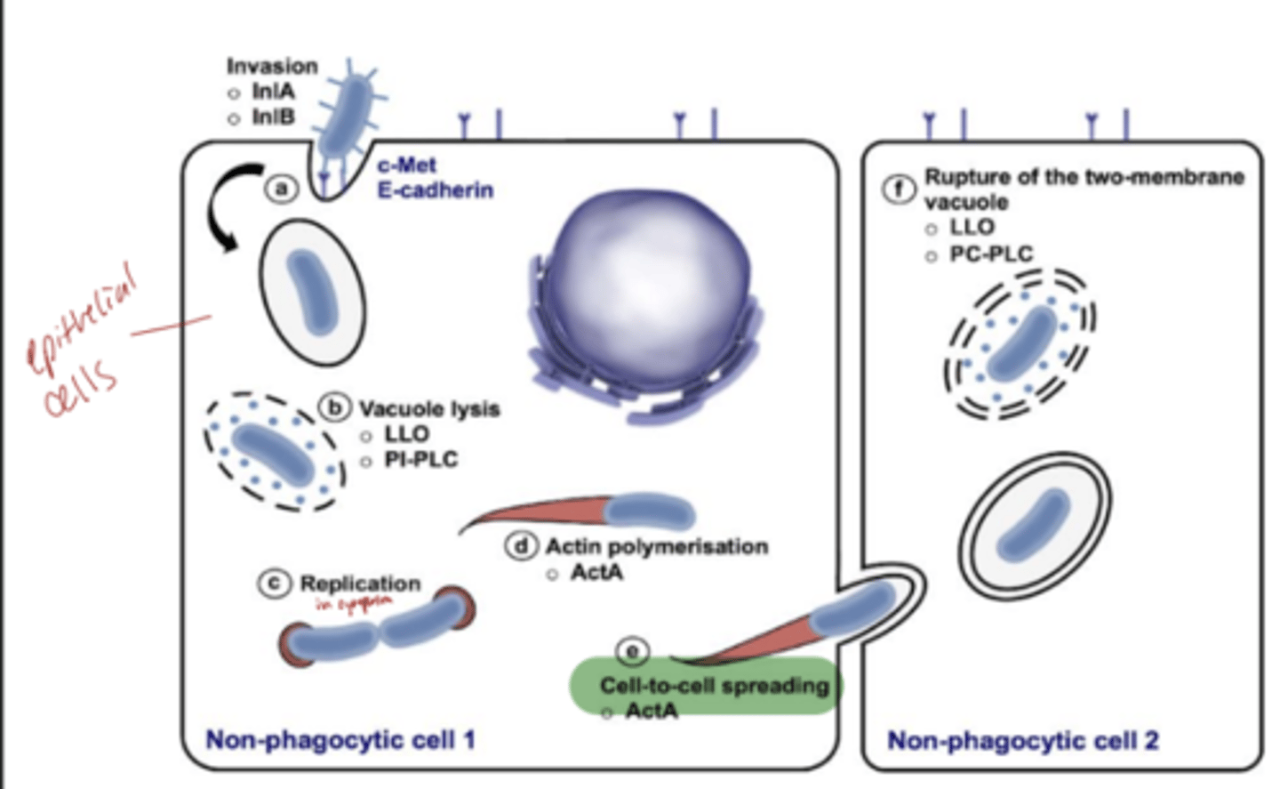 <p>Listeria is a bacterium that invades host cells, especially macrophages and epithelial cells.</p><p>It escapes the phagosome (the vesicle that would normally digest it) and lives in the cytoplasm.</p><p>By hiding in the cytoplasm, it avoids antibodies, which mainly attack extracellular pathogens.</p><p>This makes cell-mediated immunity crucial.</p><p>Listeria evades humoral immunity (antibodies) by hiding inside cells.</p><p>Th1 cells activate macrophages before the bacteria spread.</p><p>CTLs are needed later to kill cells already infected, because the bacteria are invisible to antibodies.</p><p>The combination of Th1 early + CTL late ensures the immune system can both contain and eliminate intracellular bacteria.</p>