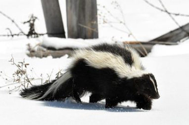 <p>What family is this species from</p>