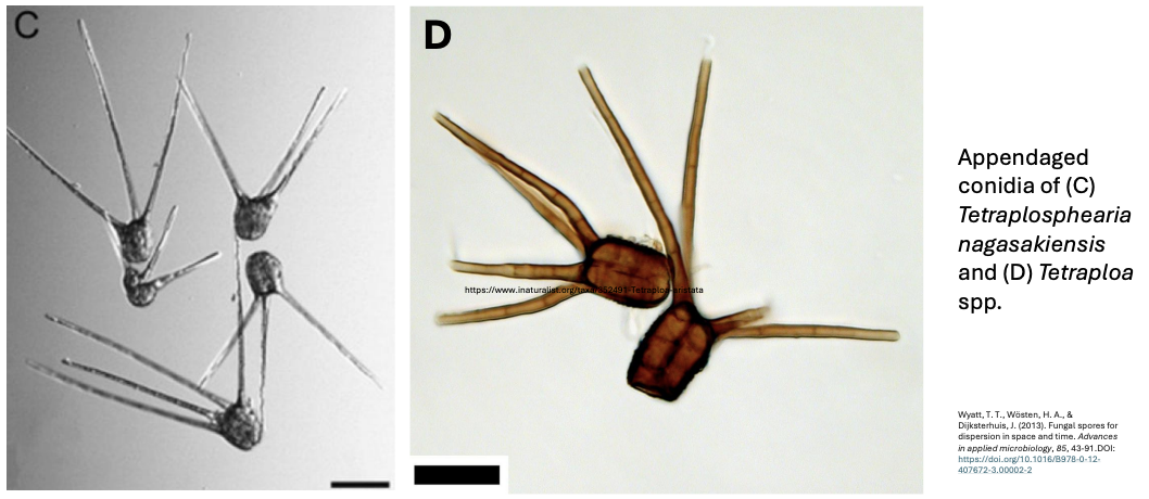 <p><strong>Appendaged spores</strong></p>