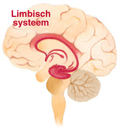 <p>Limbisch systeem</p>