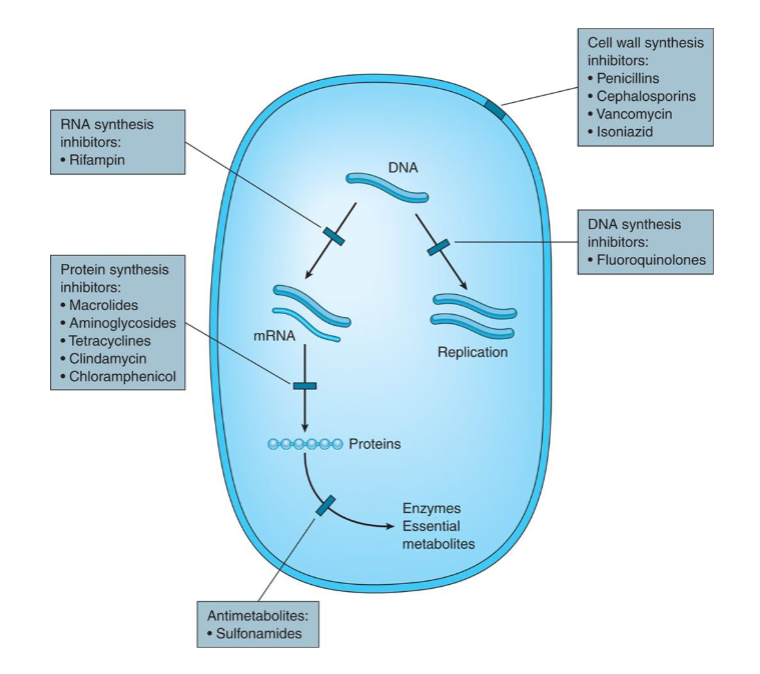 <p><strong>Antibiotic Agents:</strong> chemical substances produced by MICROORGANISMS that have the capacity, in diluted solutions, to destroy or suppress the growth or multiplication of organisms or prevent their action</p><p>.</p><p><strong>Types:</strong></p><ul><li><p><strong>Bactericidal:</strong> the ability to KILL bacteria; IRREVERSIBLE effect</p></li><li><p><strong>Bacteriostatic:</strong> the ability to INHIBIT or RETARD the multiplication or growth of bacteria; REVERSIBLE effect (remove contact with agent → bacteria are still able to grow and multiply)</p></li></ul><p><strong>Spectrum of Activity:</strong></p><ul><li><p>Narrow spectrum</p></li><li><p>Broad spectrum</p></li><li><p>Extended spectrum</p></li></ul><p>.</p><p><strong>Adverse Effects:</strong></p><ul><li><p><strong>bacterial resistance to the antibiotic:</strong> bacteria will continue to multiply, grow, and survive in the presence of concentrations of an antibiotic that are usually lethal to organisms</p><ul><li><p><strong>inherent antibiotic resistance: </strong>bacteria are naturally resistant</p></li><li><p><strong>acquired antibiotic resistance: </strong>bacteria have adapted and evolved resistance</p><ul><li><p><strong>Spontaneous Mutation</strong></p></li><li><p><strong>Genetic Exchange: </strong>bacteria share genetic information with each other via transduction, transformation, or bacterial conjugation</p></li><li><p><strong>Active Efflux: </strong>efflux pumps allow microorganisms to regulate their internal environment by pumping toxic substances out of the cell; key mechanism of gram (-) bacteria</p></li><li><p><strong>Epigenetics: </strong>external modifications to DNA that turn genes on/off; affects how the cell reads genes but does not change the DNA sequence itself; means “above” or “on top of” genetics</p></li></ul></li><li><p><strong>possible causes:</strong></p><ul><li><p><strong>1. treatment resistance: </strong>“doctor-induced resistance” causing a delay in tx bc the diagnosis wasn’t made early enough, inadequate doses were initially given, the wrong antibiotic was given</p></li><li><p><strong>2. misuse resistance: </strong>pt did not take as directed, pt did not take on prescribed schedule, pt missed doses, pt discontinued the drug early, pt took left-over antibiotics</p></li><li><p><strong>3. overuse/overprescription of antibiotics</strong></p></li></ul></li></ul></li><li><p><strong>Superinfections: </strong><span>the overgrowth of an organism that was not present when the treatment of an infection began; </span>infection imposed upon another infection due to the overgrowth of normal flora (GI tract, oral cavity, respiratory tract, vaginal area) or the eradication of microorganisms that are part of the normal flora, usually associated with prolonged antibiotic use and broad-spectrum antibiotics; can cause overgrowth of candidiasis and can cause stomatitis or glossitis</p></li><li><p><strong>GI issues: </strong>direct/indirect irritation caused by an imbalance in the normal GI flora, resulting in nausea, vomiting, and/or diarrhea; may be avoided by taking probiotics such as<em> Lactobacillus acidophilus</em> (ex: antibiotic-associated pseudomembranous colitis caused by overgrowth of<em> Clostridium difficile</em>)</p></li><li><p><strong>allergic reactions</strong></p></li><li><p><strong>photosensitivity:</strong> certain antibiotics (and diuretics, retinoids, and BC pills) can make the skin sensitive to the sunlight by interacting with UV light to create toxic or inflammatory reactions in skin cells; symptoms: severe sunburn, blistering, rashes</p><ul><li><p><strong>tetracyclines:</strong> doxycycline, minocycline, tetracycline</p></li><li><p><strong>fluoroquinolones: </strong>ciprofloxacin, levofloxacin, ofloxacin</p></li><li><p><strong>sulfonamides:</strong> sulfamethoxazole-trimethoprim (Bactrim)</p></li></ul></li><li><p><strong>drug interactions</strong></p></li></ul><p></p><p></p>