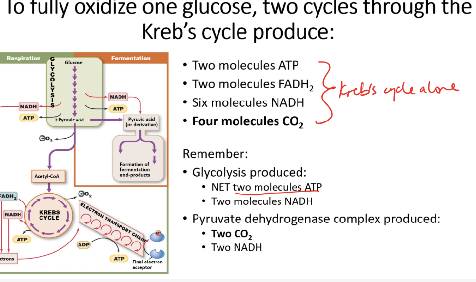 there are six types of reactions in krebs cycle 