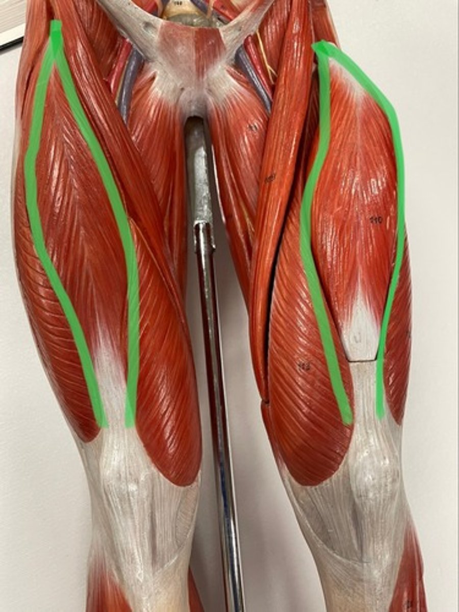 <p>O: femur</p><p>I: tibial tuberosity via patellar ligament</p><p>A: extend knee</p>