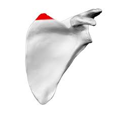 <p>The angle formed by the junction of the superior and medial borders of the scapula, serving as an important landmark for muscle attachment</p>