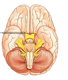<p>a bundle of nerve fibers at the back of the eye that transmit visual information from the retina to the brain</p>