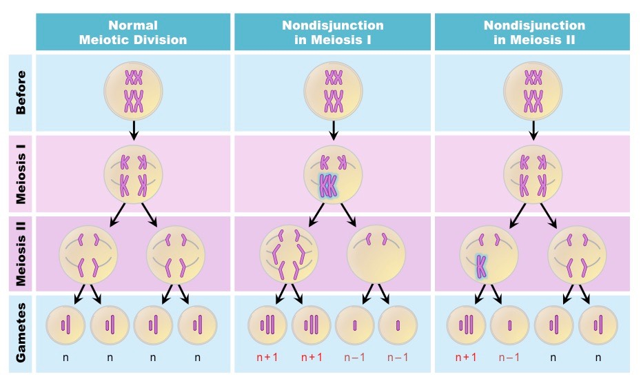 <p>all 4 zygotes have too many or too little chromosomes</p>