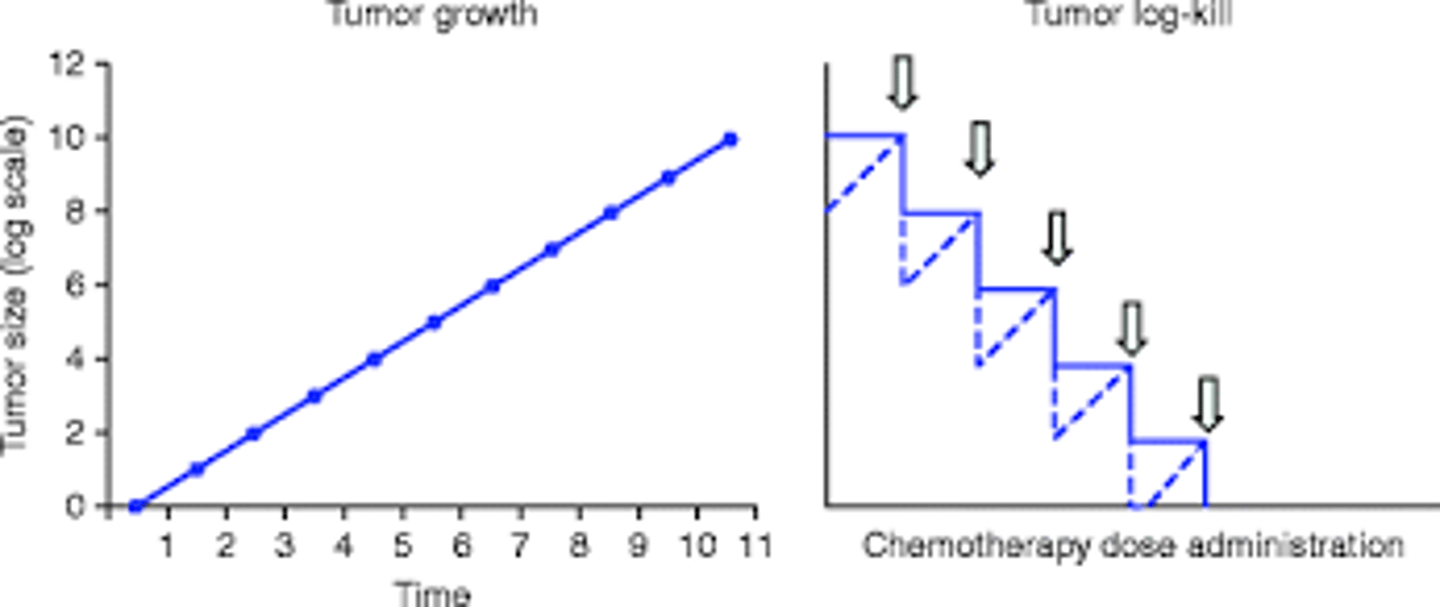 <p>- chemotherapeutic agents kill a constant fraction of cells rather than a specific number of cells after each dose</p><p>- first order kinetics</p>