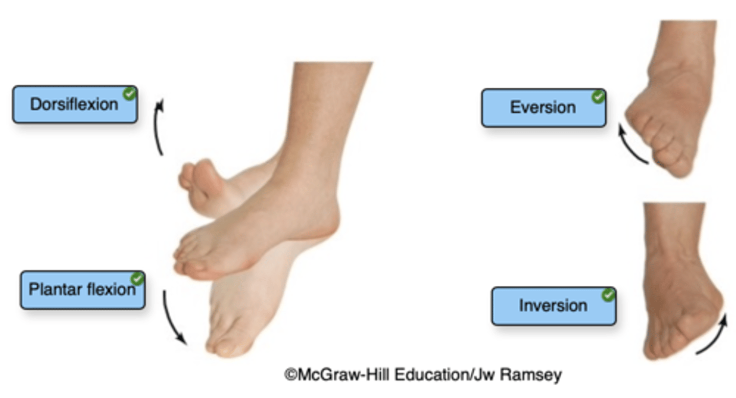 <p>Left, top to bottom:</p><p>Dorsiflexion</p><p>Plantar flexion</p><p>Right, top to bottom:</p><p>Eversion</p><p>Inversion</p>