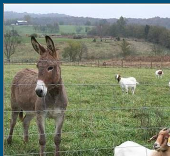 <ul><li><p>Est 65% of mortality loss due to predators </p></li><li><p>common predators - dogs, coyotes, foxes, bobcats etc (dep on area) </p></li><li><p>prey animals </p></li><li><p>fencing (dependent on predator) </p></li><li><p>livestock guardians </p><ul><li><p>Dogs </p></li><li><p>donkeys </p></li><li><p>Llamas </p></li><li><p>Ostrich/Emu </p></li></ul></li></ul>