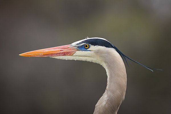 <p>What is this beak? </p>