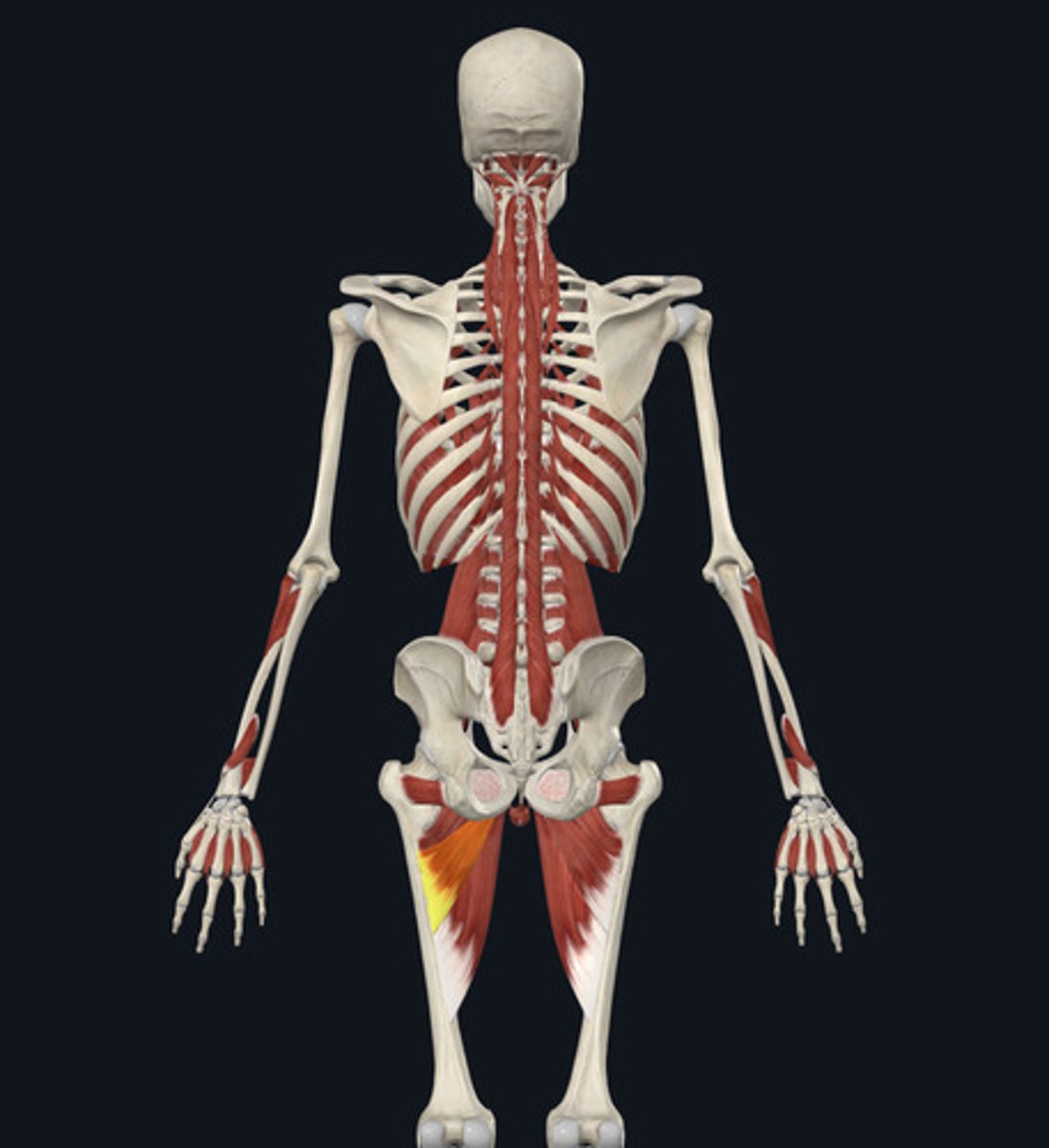<ul><li><p><u>Origin:</u>&nbsp;Pubis</p></li><li><p><u>Insertion:</u>&nbsp;Femur</p></li><li><p><u>Action:</u>&nbsp;Hip adduction</p></li></ul><p></p>