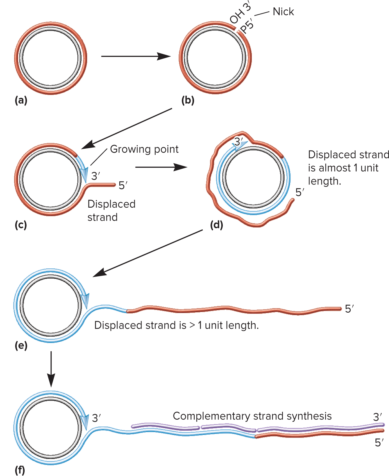 <p>A process that replicates DNA during conjugation. It starts with relaxosome, an enzyme that cuts the circular DNA. As a result, the 3’ end is freed and extended with replication enzymes while the 5’ end is displaced to form an ever-lengthening tail.</p>