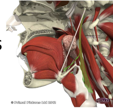 \
* Origin: Styloid process of temporal bone
* Insertion: pharyngeal constrictors
* Elevates and dilates the pharynx
* Innervated by CN IX, glossopharyngeal