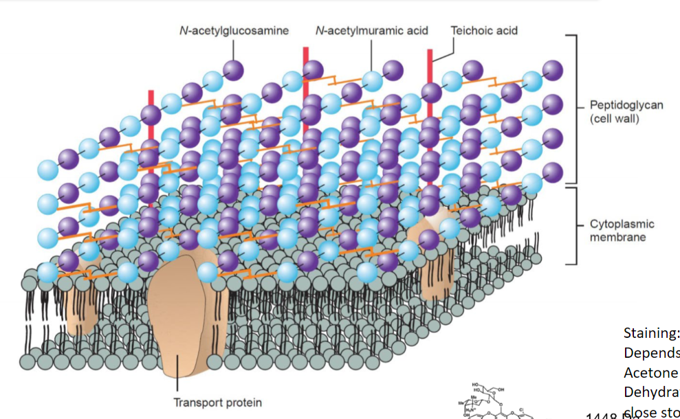 <ul><li><p>Staining depends on the ability of the bacteria to retain the dye</p></li><li><p>Gram (+) have thick peptidoglycam cell wall</p></li><li><p>Acetone dehydrates the cell wall and extracts the stain</p></li><li><p>dehydration collapses the cell wall, closes the pores,&nbsp; (causing it to intertwine) trapping the stain within the cells</p></li><li><p>so dye remains in the cell = purple appearance</p></li><li><p>so Gram (+) retains large crystal violet/iodine complex molecules upon acetone treatment</p></li><li><p>in pic, cell wall is thicker than cell membrane</p></li></ul><p></p>