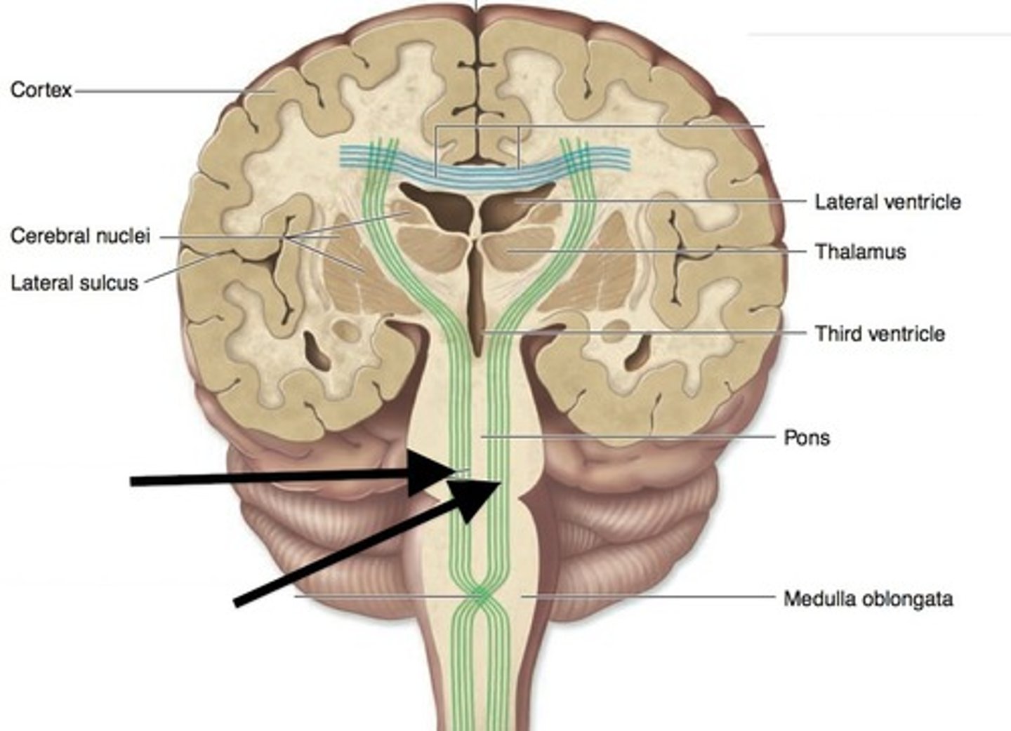 <p>Tracts of white matter that connect the cerebrum to other portions of brain or spinal cord.</p>
