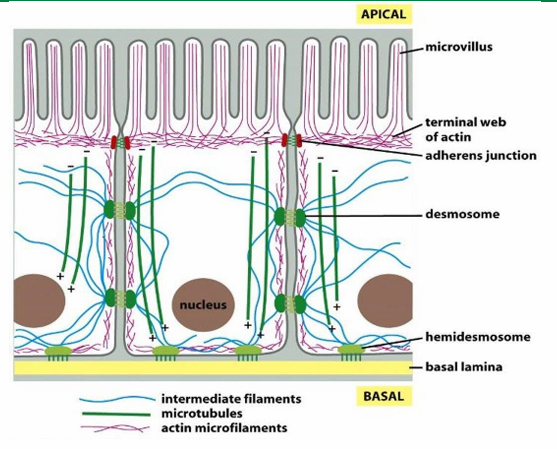 <ol><li><p>Actin (red) forms the shape of the microvilli at apical side of cell surface </p></li><li><p>IF (blue) span to provide structural support </p></li><li><p>Microtubules (green) form networks for transport </p></li></ol><p></p>