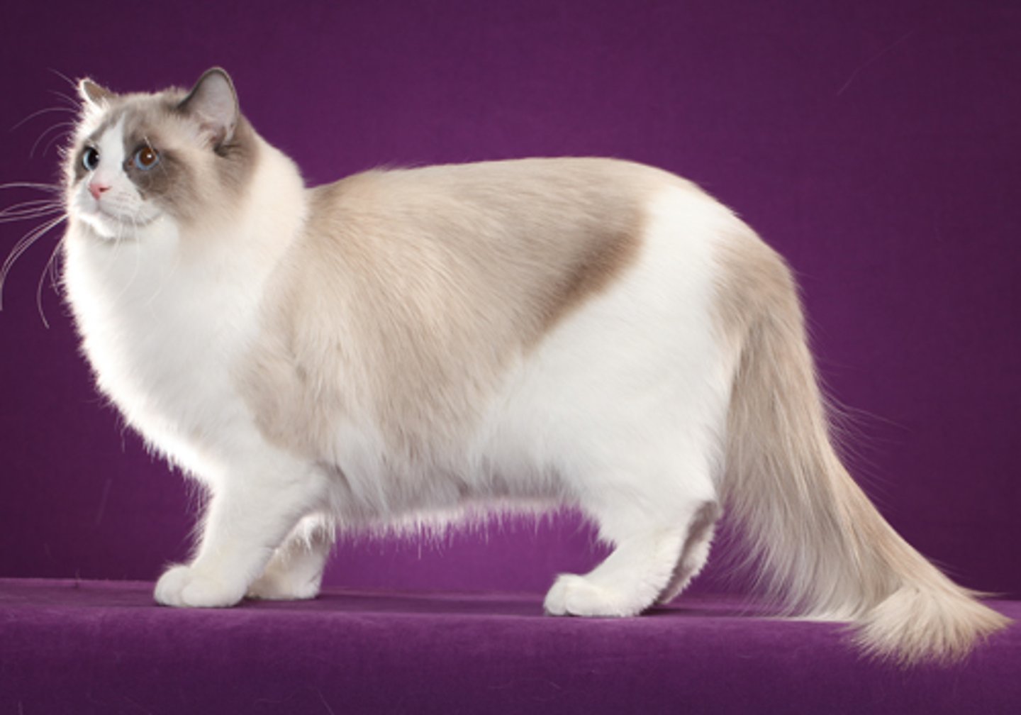 <p>what cat breed is this?</p>