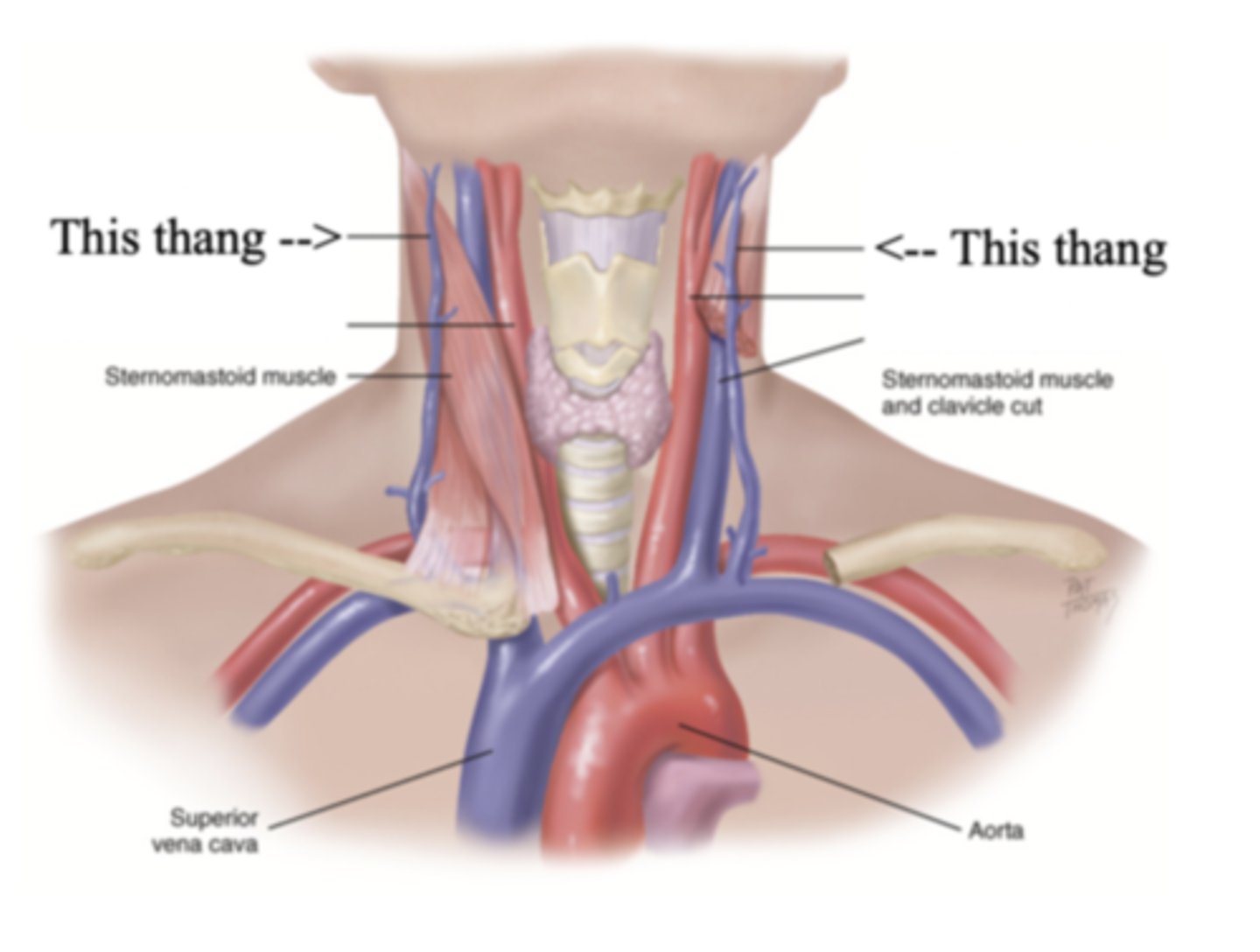 <p>The more superficial jugular vein that lies lateral to the sternocleidomastoid and above the clavicle</p>