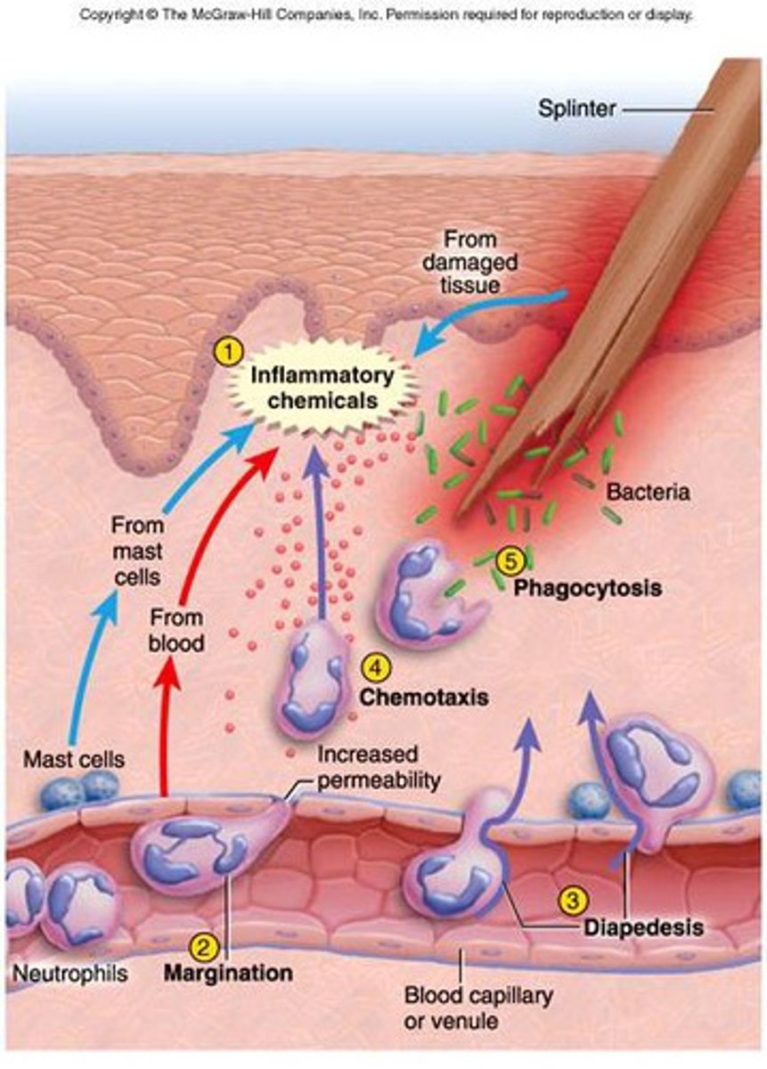 <p>movement toward a chemical stimulus leading them to damaged tissue and invading pathogens.</p>