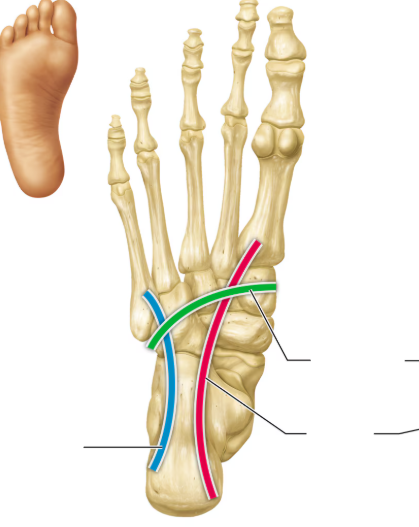 <p>The Pink is a </p>