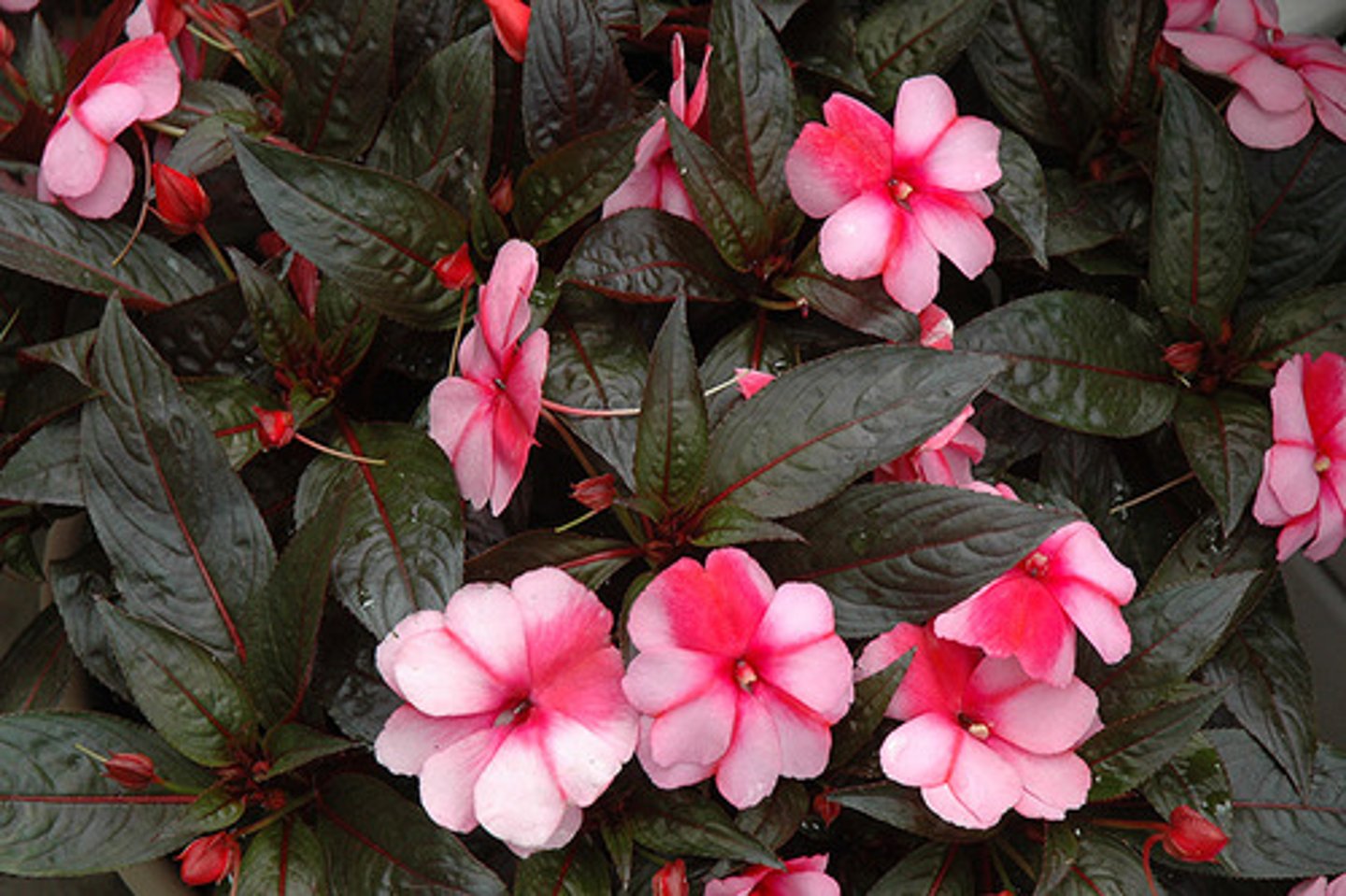 <p>Leaves: Large, lush, and often glossy. Ovate or lance-shaped with serrated edges. Can come in shades of green, bronze, burgundy, or variegated patterns.</p><p>Undersides of leaves can be red or purple.</p><p>Flowers: Large and showy, with 5 petals. Come in a wide range of colors, including pink, lavender, orange, red, and white. Have a unique butterfly-like shape.</p><p>Branch well and are sturdy.</p><p>Leaves are in whorls of 3 to 7 leaflets.</p>
