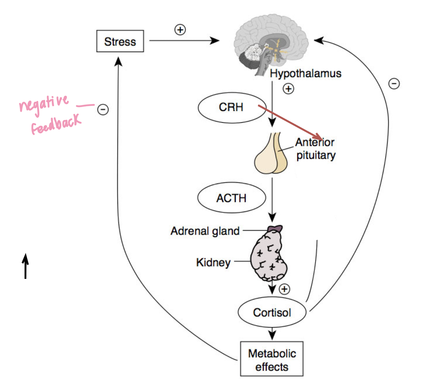 <ul><li><p>cortisol = gives even more energy when stress lasts long (a few mins)</p></li><li><p>slow response and long-lasting (activated after adrenal gland activated)</p></li></ul><p></p>