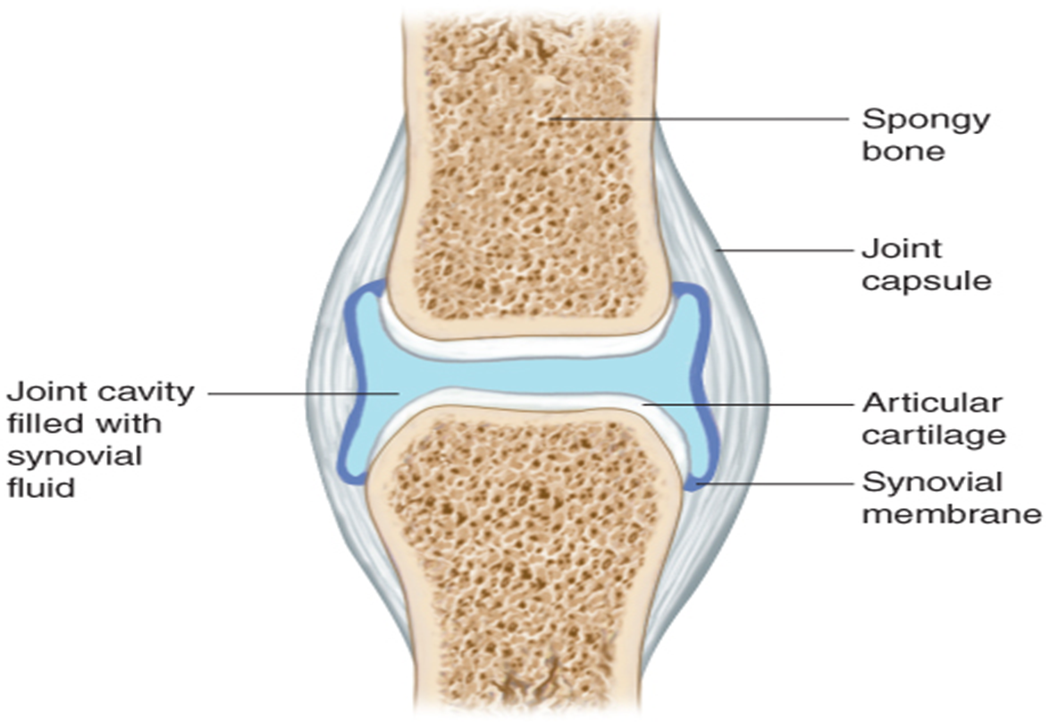 <ul><li><p>The most numerous type of joint in the body, and the most movable one, is the synovial joint.</p></li><li><p>Covered with hyaline cartilage </p></li><li><p>is surrounded by a fibrous joint capsule lined with a synovial membrane. </p><ul><li><p>secretes a slippery fluid called synovial fluid, </p><ul><li><p>acts as a lubricant to allow the bones to move easily across each other. </p></li></ul></li></ul></li><li><p>Example of synovial joints are </p><ul><li><p>elbows, knees, shoulders, and knuckles.</p></li></ul></li></ul><p></p><ul><li><p>free moving</p></li><li><p>most jonts</p></li><li><p>use fibres and cartilage tissue</p></li><li><p>bones joined are separated by synovial fluid filled joint cavity</p><ul><li><p>allow bones to rub on each other without friction and create flexible movment</p></li></ul></li></ul><p></p>