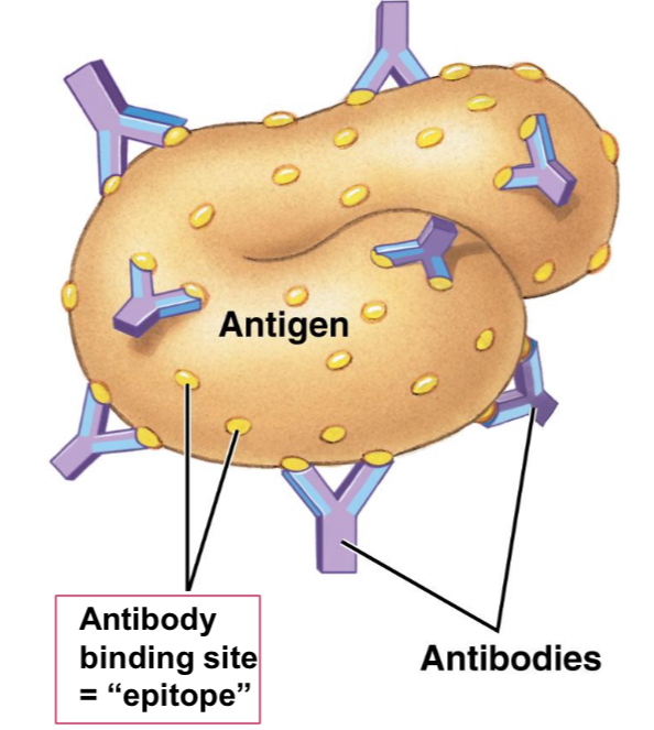 <p>The antibody-binding site on an antigen.</p>